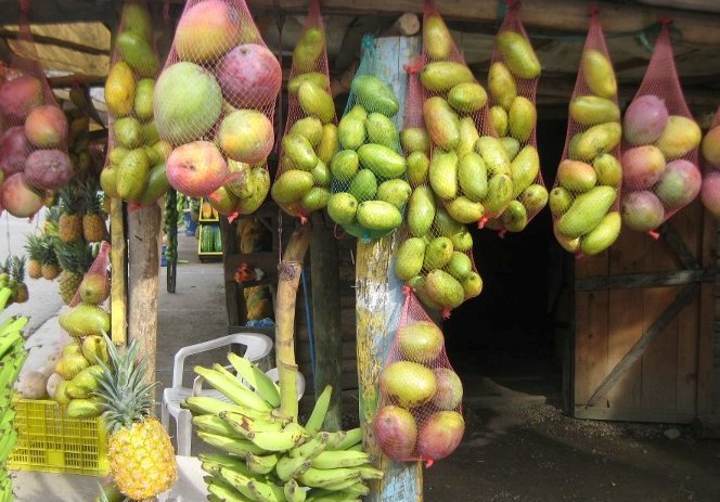 Mangos cosechado en las fertiles tierras del Cibao de Reepublica Dominicana
